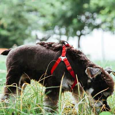 Harnais anti traction chien AntiPull harnais rouge chien