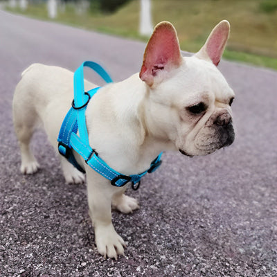 Harnais anti traction chien AntiTensile bleu chien