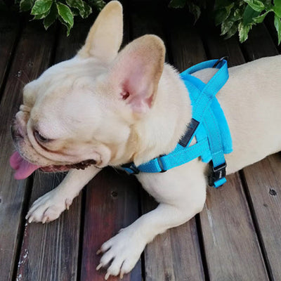 Harnais anti traction chien AntiTensile harnais bleu chien