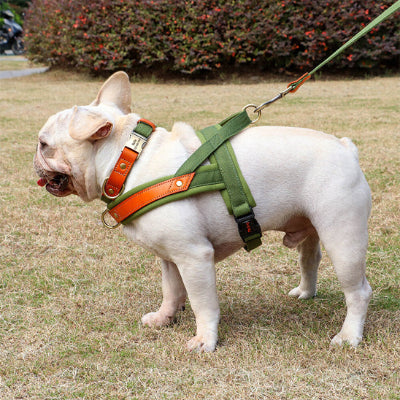 Harnais anti-traction chien NoPull arrêté vert debout chien