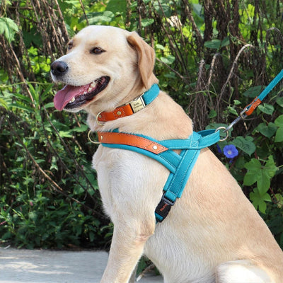 Harnais anti-traction chien NoPull bleu assis chien