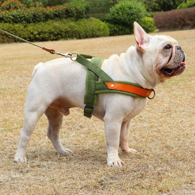 Harnais anti-traction chien NoPull vert debout arrêté chien