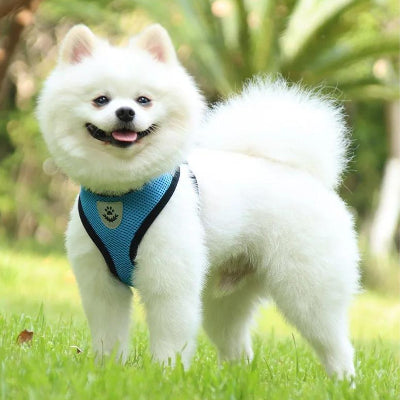 Harnais chien CarryingHarness bleu chien