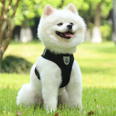 Harnais chien CarryingHarness noir assis chien