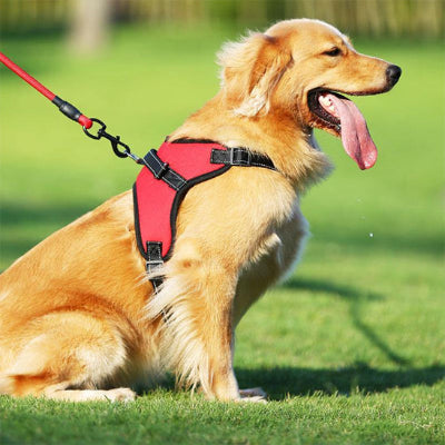 Harnais chien CounterfeitCar assis rouge brun chien