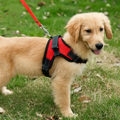 Harnais chien CounterfeitCar rouge debout brun stop chien