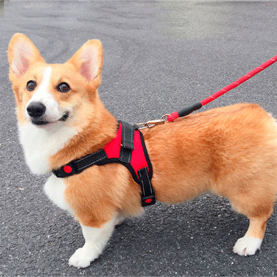 Harnais chien CounterfeitCar stop brun debout rouge chien