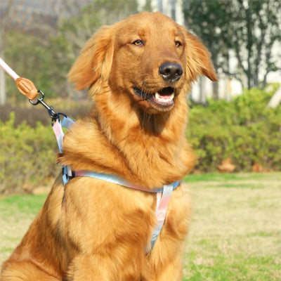 Harnais chien DogRierTraining bleu violet pâle chien