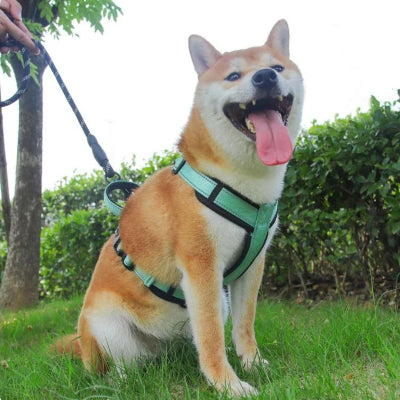 Harnais chien HarnessesDogs vert chien