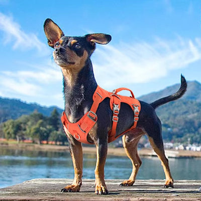 Harnais chien anti traction HarnaisJa harnais avec orange chien