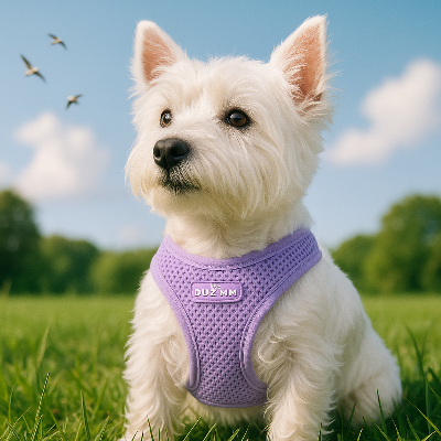 Harnais petit chien HarnaisLucky pourpre assis chien
