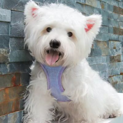 Harnais petit chien HarnaisLucky pourpre assis maison chien