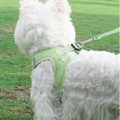 Harnais petit chien HarnaisLucky vert debout arrête chien