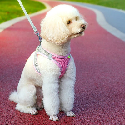 Harnais pour chien DogHarness blanc assise chien