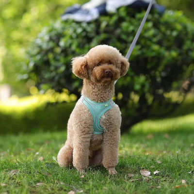 Harnais pour chien DogHarness écourter chien