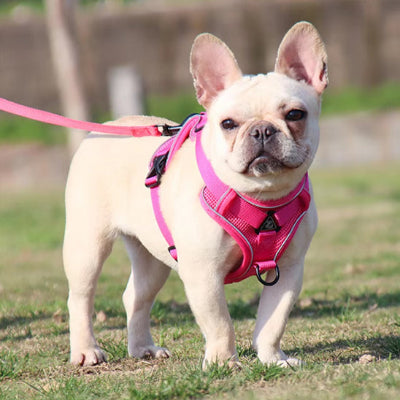 Harnais pour chien DogsHound harnais rose chien