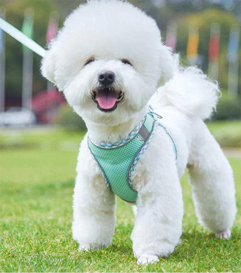 Harnais-pour-chien-blanc-bleu