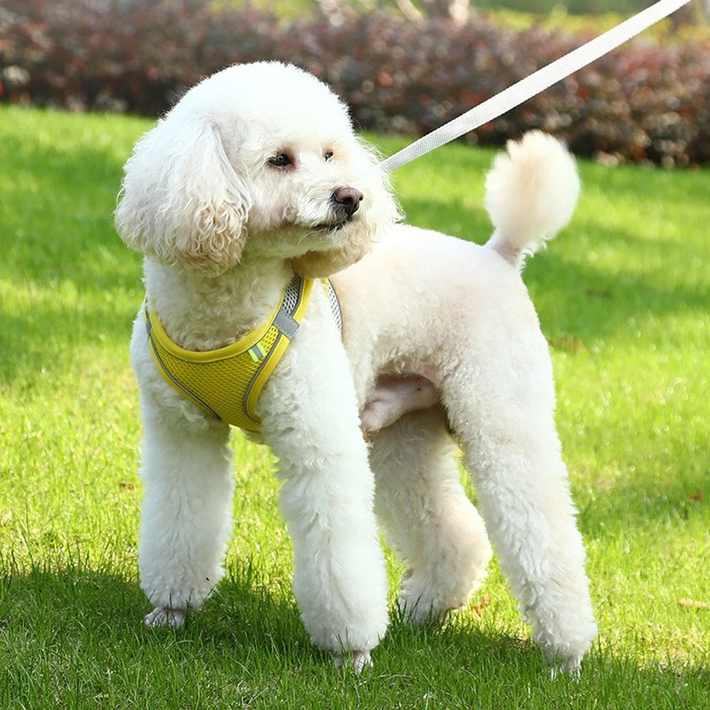 Harnais-pour-chien-blanc-laisse-jaune