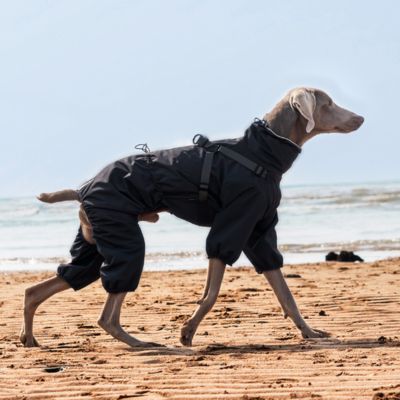 Imperméable pour chien ConfPluie gris marche chien