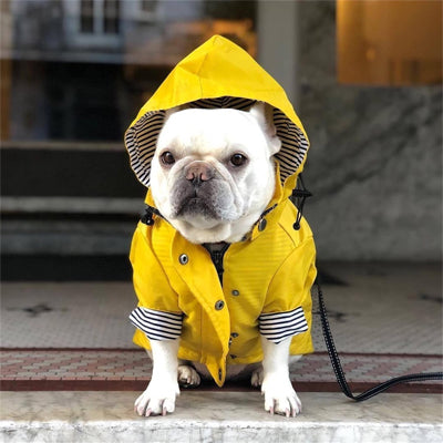 Imperméable pour chien ToutTempsMD jaune assis blanc chien