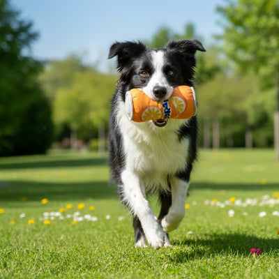 Jouet pour chien UltraResis orange noir courir chien