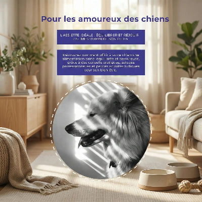 L'assiette idéale équilibre et rejouir l'alimentation de son chien