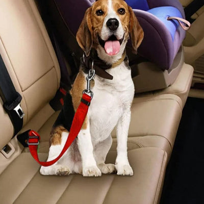 Laisse chien DogsHarnessLeas attacher assis rouge chien