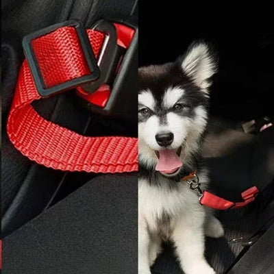 Laisse chien DogsHarnessLeas attacher rouge assis chien