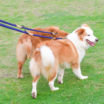 Laisse chien DogsLeavesChais deux bleu, chien