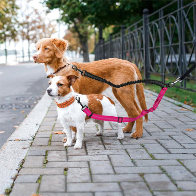 Laisse chien DogsTheLeadings brun blanc rouge chien
