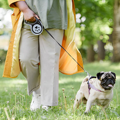 Laisse chien MashaCanineLeash marche la laisse noir chien