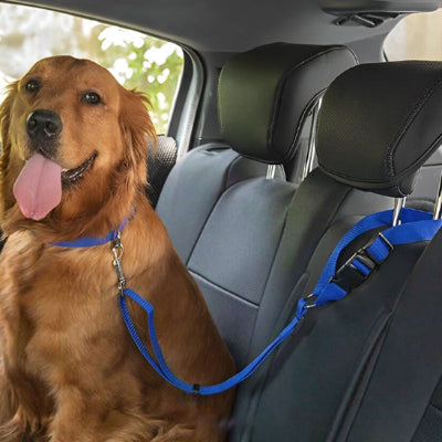 Laisse chien ShesLeavesDogs brun assis bleu chien