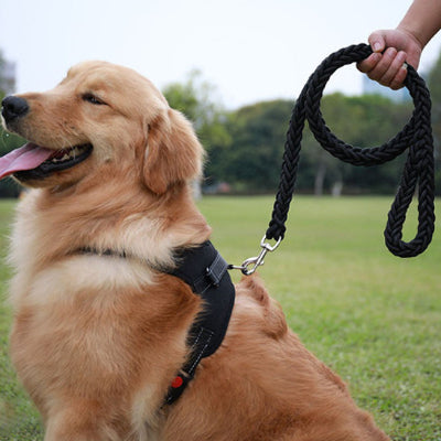 Laisse pour chien AlGenerator il assis avec sa laisse noir, chien