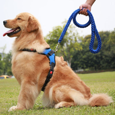 Laisse pour chien AlGenerator il est assis avec laisse bleu, chien