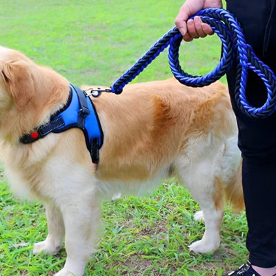 Laisse pour chien AlGenerator il est debout avec la laisse bleu, chien