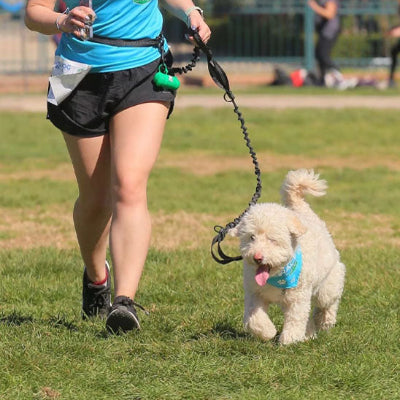 Laisse pour chien MiloCanine il court avec laisse, noir, chien