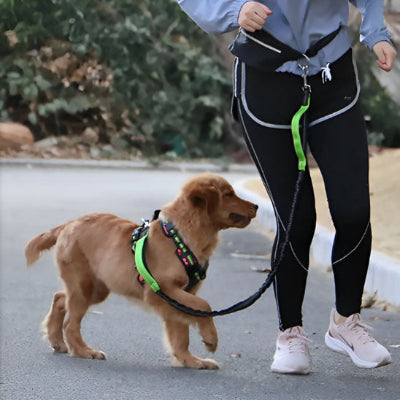 Laisse pour chien MiloCanine il court avec laisse, vert, chien