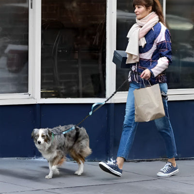 Laisse pour chien MiloCanine il marche avec sa laisse, bleu, chien