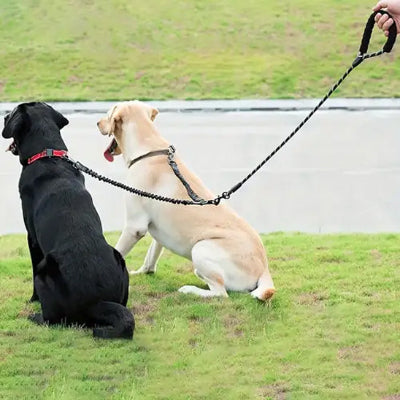 Laisses pour chien ZoeLeash les deux chiens assis avec laisses noir chien