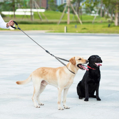 Laisses pour chien ZoeLeash un debout et un assis, chien