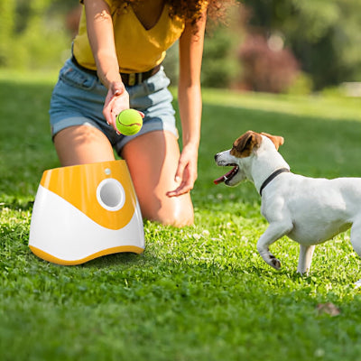 Lanceur de balle pour chien regarde son gardien chien