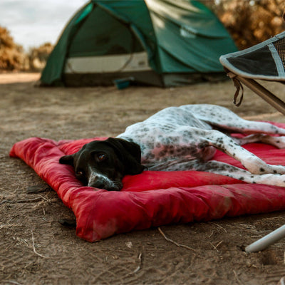 Lit de camp pour chien BedCamp rouge blanc allongé chien