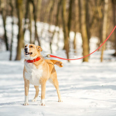 Longe chien KiwisCanineLeash a sa laisse orange chien