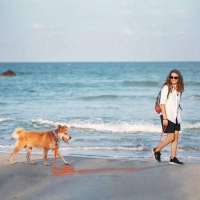 Longe chien KiwisCanineLeash est debout avec sa laisse orange chien