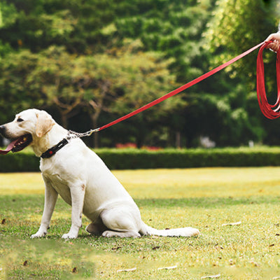 Longe chien MillyCanineLeash assis avec la laisse rouge chien
