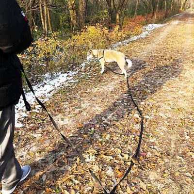 Longe chien MillyCanineLeash avec laisse noir, chien