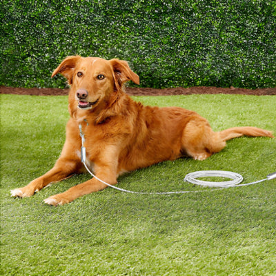 Longe chien MiniDogsJusticiers brun est coucher, chien