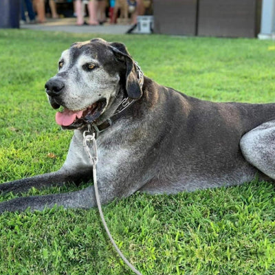 Longe chien MiniDogsJusticiers gris est coucher, chien