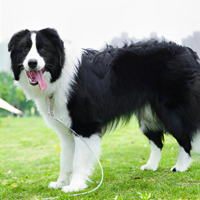 Longe chien MiniDogsJusticiers noir est debout chien