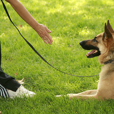 Longe pour chien ChouetteThe assis avec sa longe noir, chien